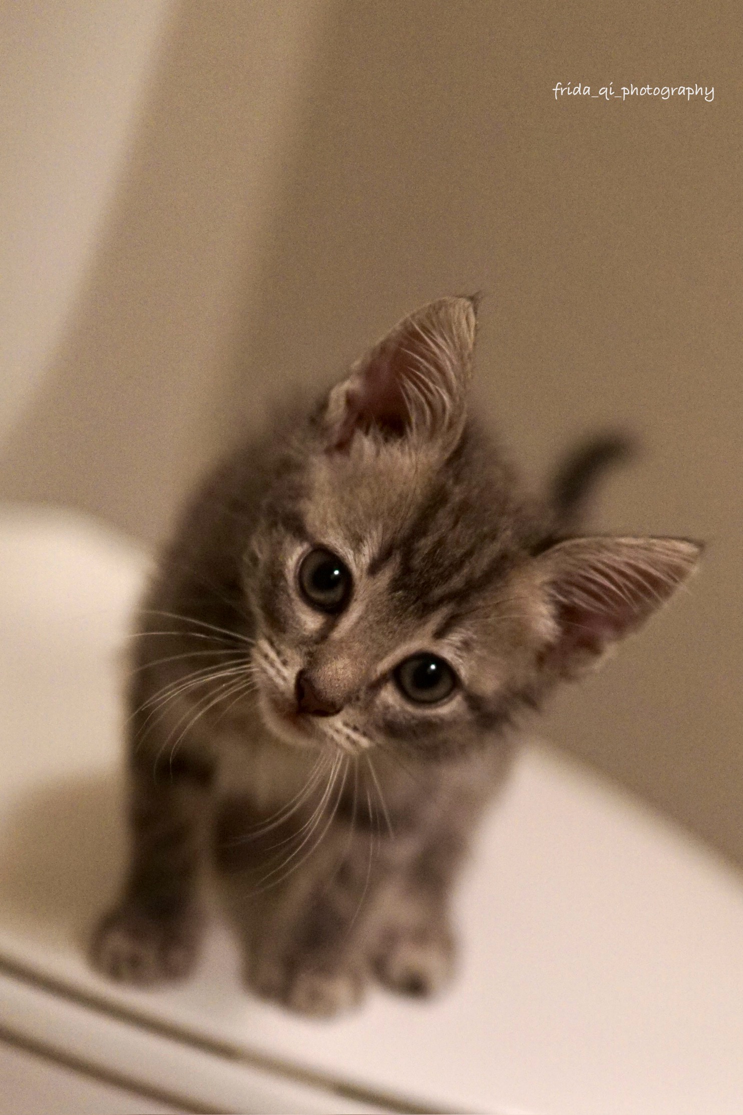 Ash the kitten