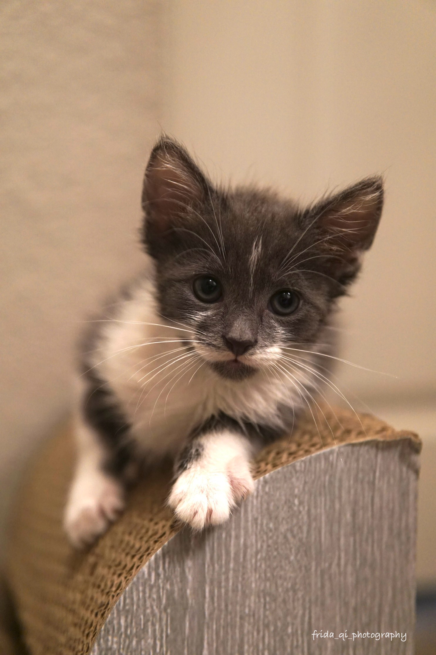 Steel the kitten